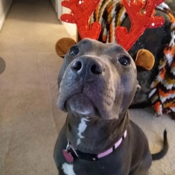 Hush Puppies Women's Cyra Catelyn Boots 5490-603 Dk Red Suede NIB Sz US10/EU42 - Picture 7 of 12